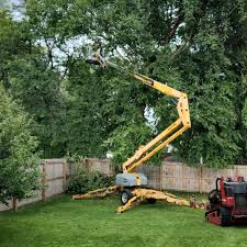 Tree and Shrub Care in Nocatee, FL